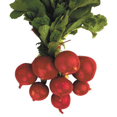 Radish - Bunch