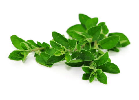 Oregano - Bunch