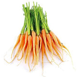 Carrot Dutch - Bunch